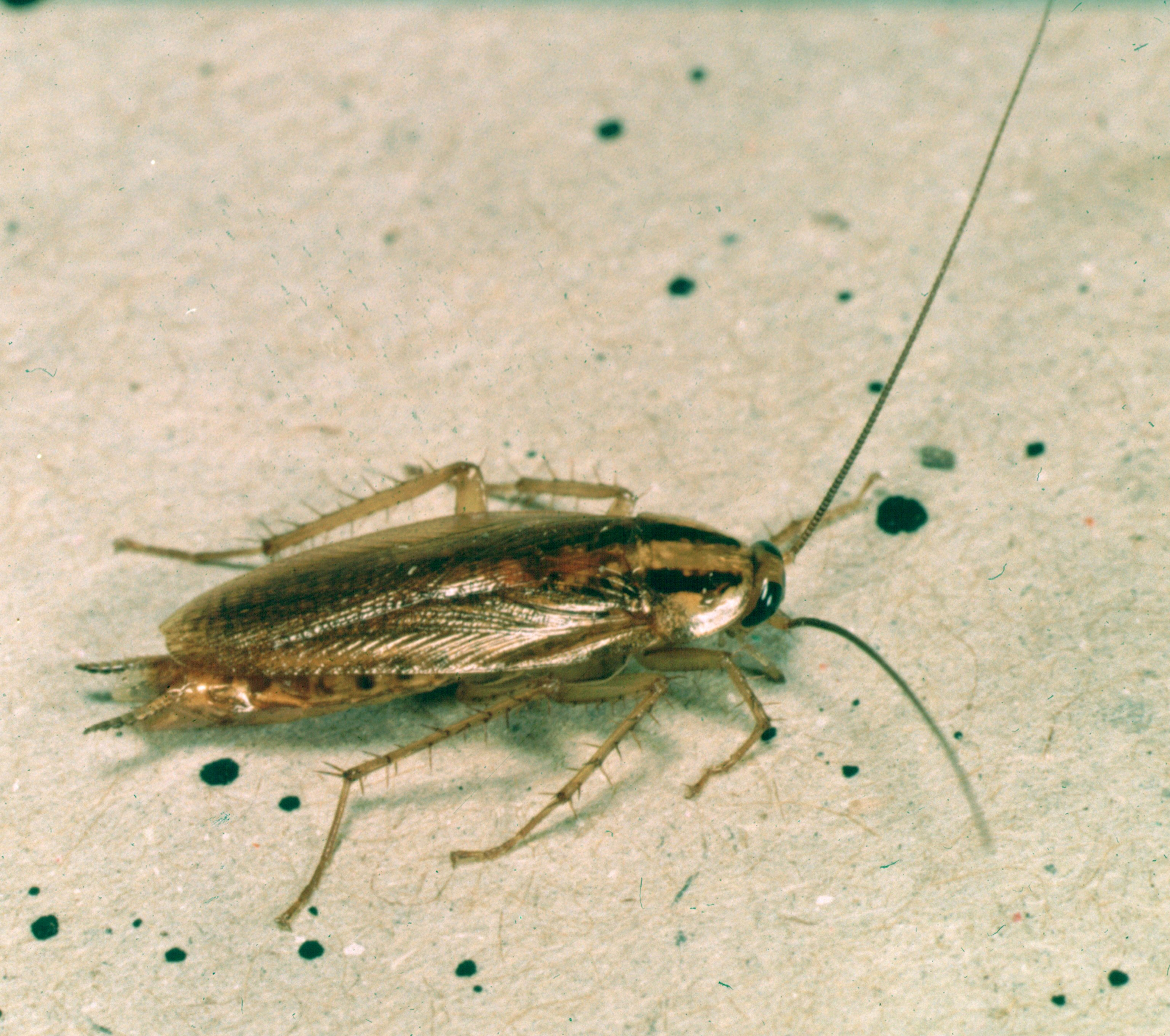 German cockroach
