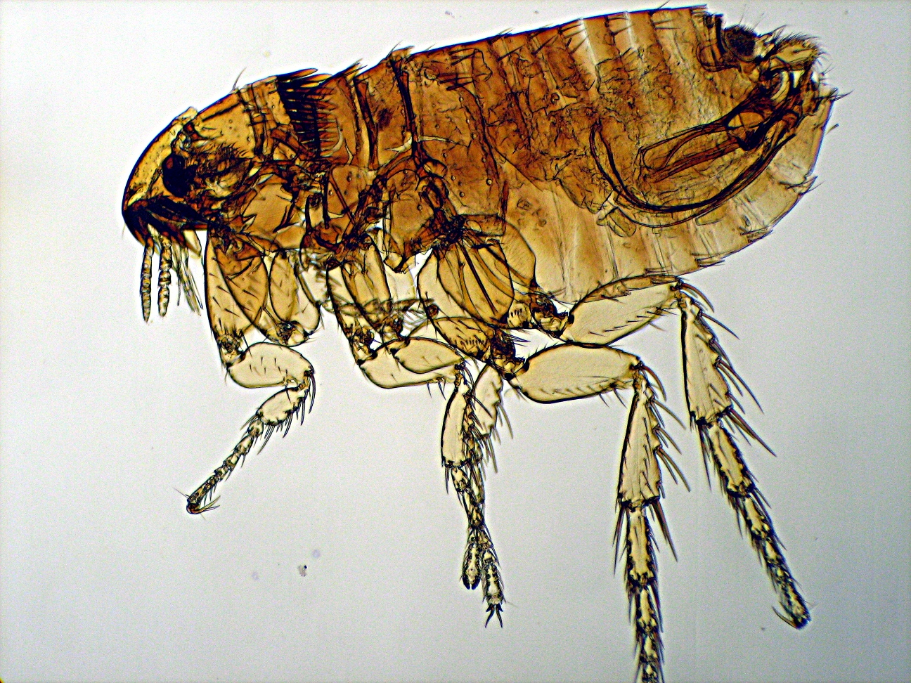 Adult cat flea (Ctenocephalides felis), photographed through a microscope
