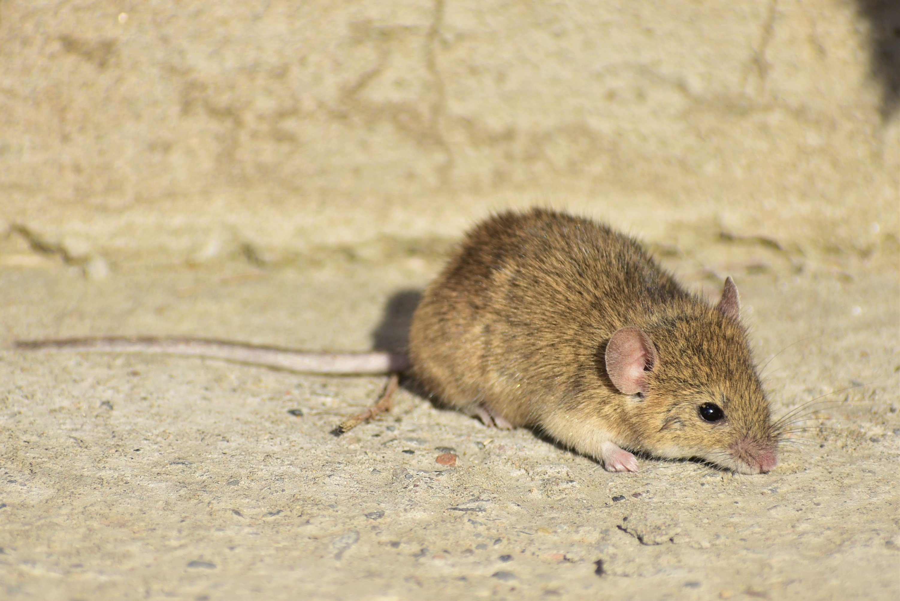 House mouse